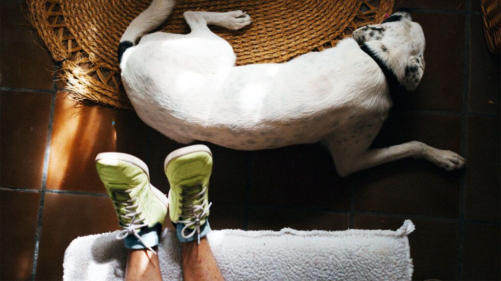 white dog with black spots sleeping in front of someone's feet clad in bright green sneakers