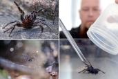 A composite image of a Funnel Web spider, one of Australia's deadliest animals, at the Australian Reptile Park in Sydney, Australia.