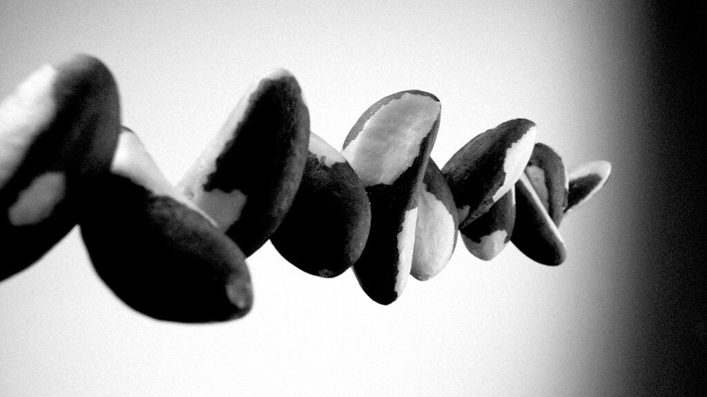 Brazil nuts in a row