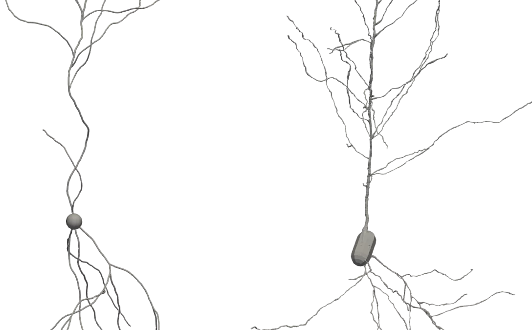 Innovative brain simulation enhances understanding of neuron formation